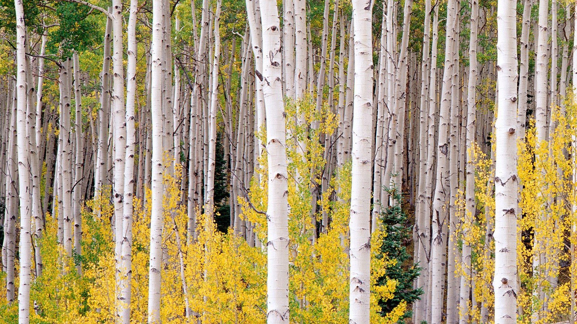 autumn, Colorado Wallpaper