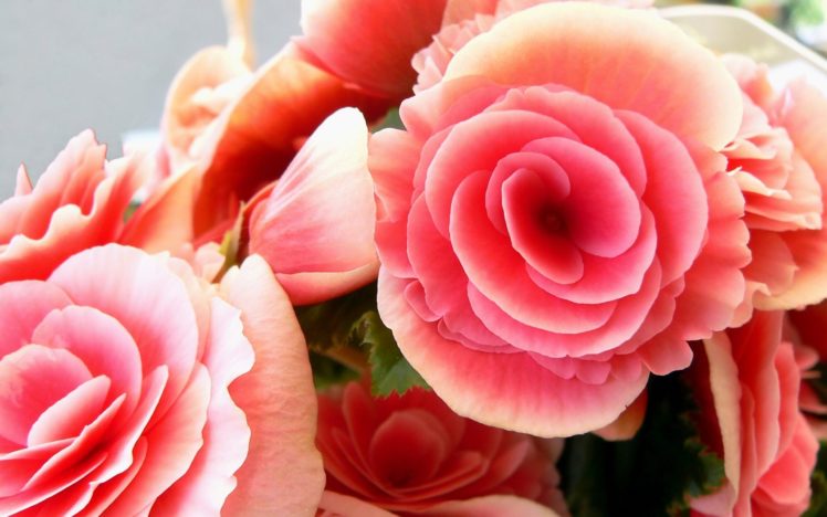flowers, Pink, Plants HD Wallpaper Desktop Background
