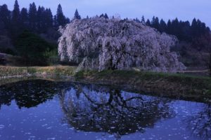 water, Japan, Cherry, Blossoms, Flowers, Spring, Reflections, Flowered, Trees