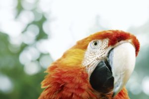 birds, Parrots, Macaw