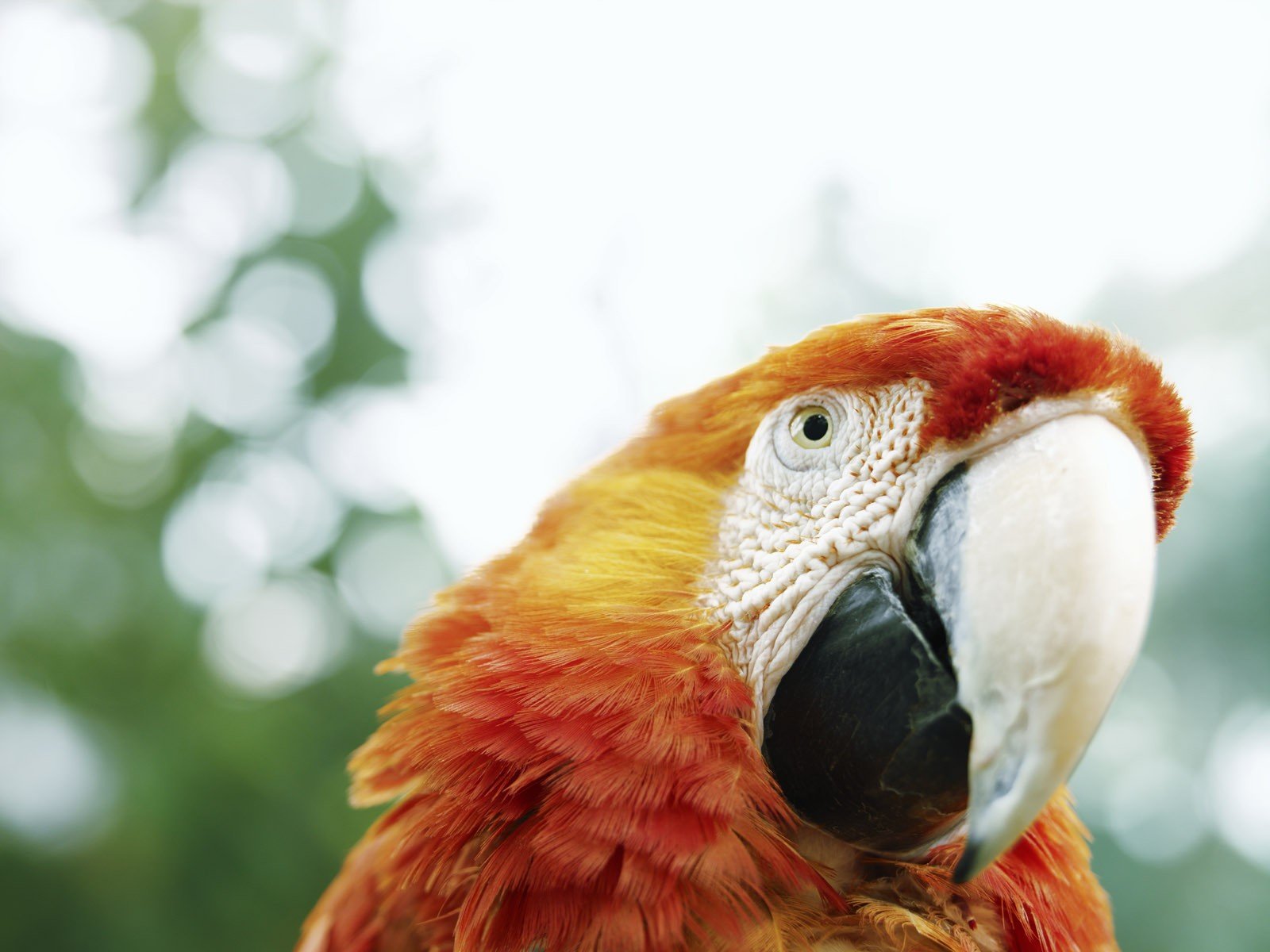birds, Parrots, Macaw Wallpaper
