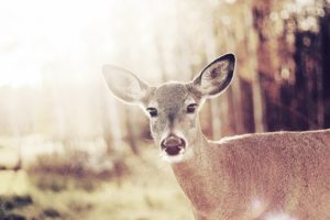 animals, Deer