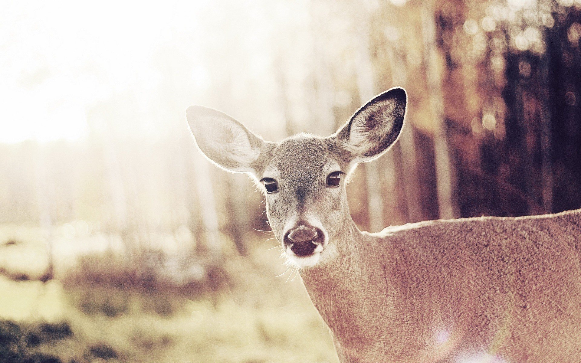 animals, Deer Wallpaper