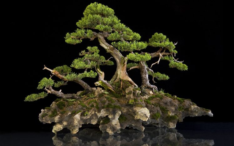 bonsai, Bonsai, Tree HD Wallpaper Desktop Background