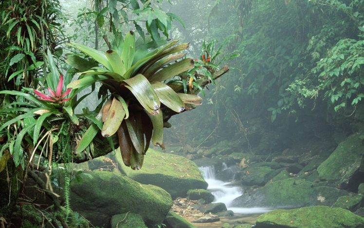 landscapes, Nature, Brazil, National, Park, Rainforest HD Wallpaper Desktop Background