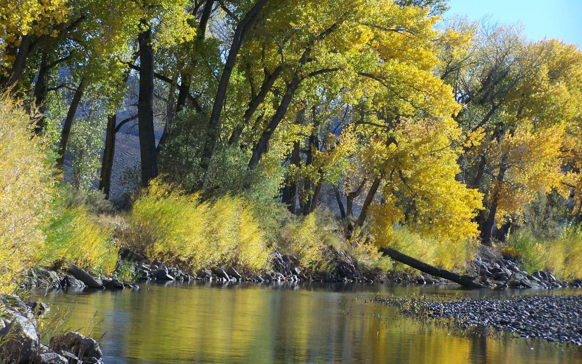 trees, Autumn, Fall Wallpaper