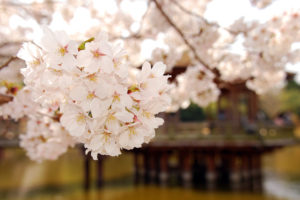 spring, In, Japan