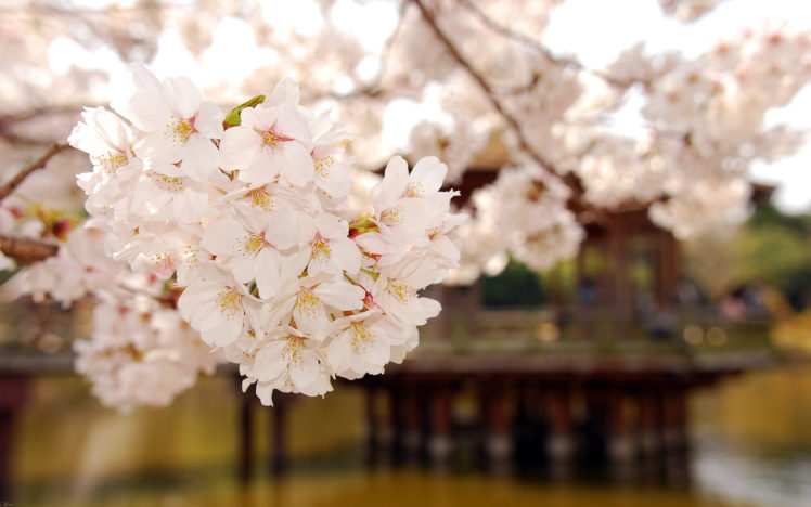 spring, In, Japan HD Wallpaper Desktop Background
