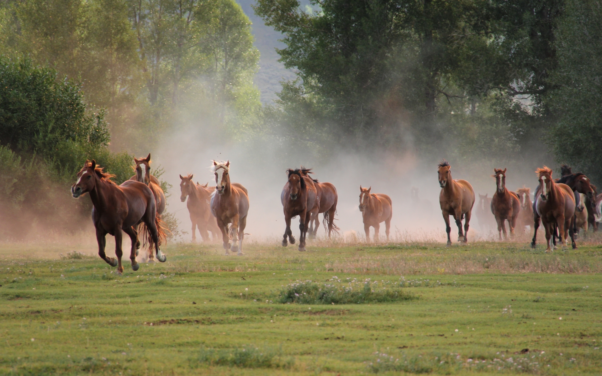horses Wallpaper