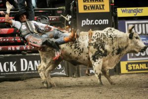 bull, Riding, Bullrider, Rodeo, Western, Cowboy, Extreme, Cow,  1