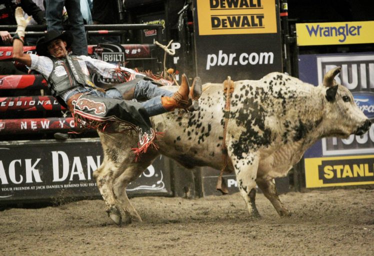 bull, Riding, Bullrider, Rodeo, Western, Cowboy, Extreme, Cow,  1 HD Wallpaper Desktop Background