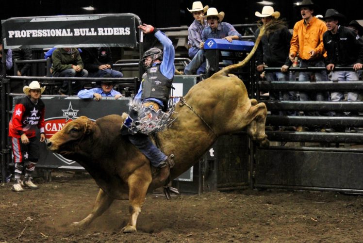 bull, Riding, Bullrider, Rodeo, Western, Cowboy, Extreme, Cow,  9 , Jpg HD Wallpaper Desktop Background