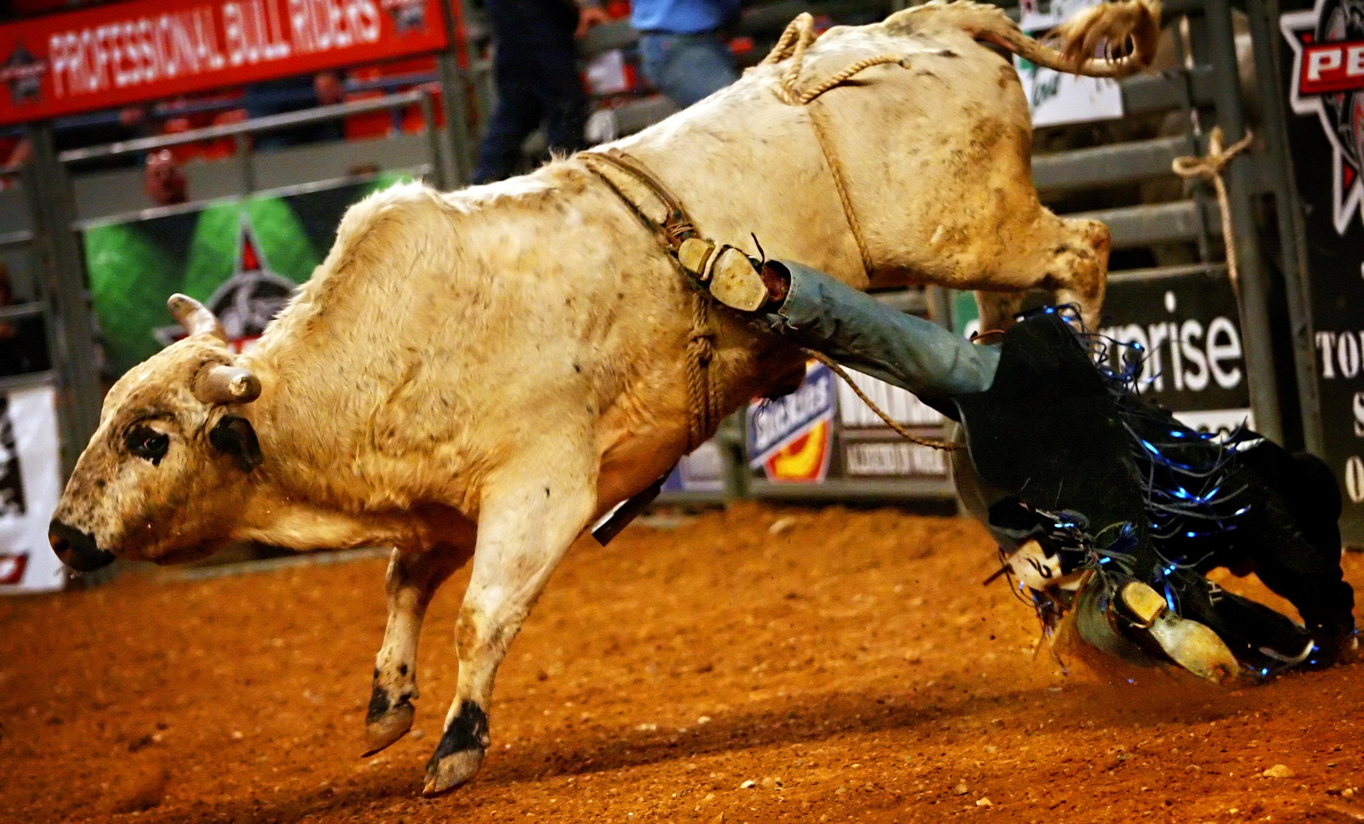 bull, Riding, Bullrider, Rodeo, Western, Cowboy, Extreme, Cow,  10 Wallpaper