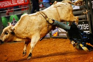 bull, Riding, Bullrider, Rodeo, Western, Cowboy, Extreme, Cow,  10