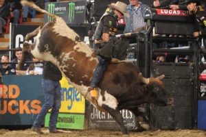 bull, Riding, Bullrider, Rodeo, Western, Cowboy, Extreme, Cow,  12 , Jpg