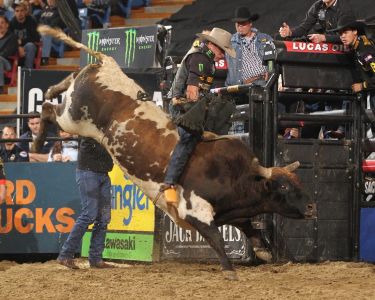 bull, Riding, Bullrider, Rodeo, Western, Cowboy, Extreme, Cow,  12 , Jpg HD Wallpaper Desktop Background