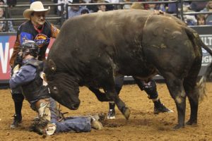 bull, Riding, Bullrider, Rodeo, Western, Cowboy, Extreme, Cow,  16