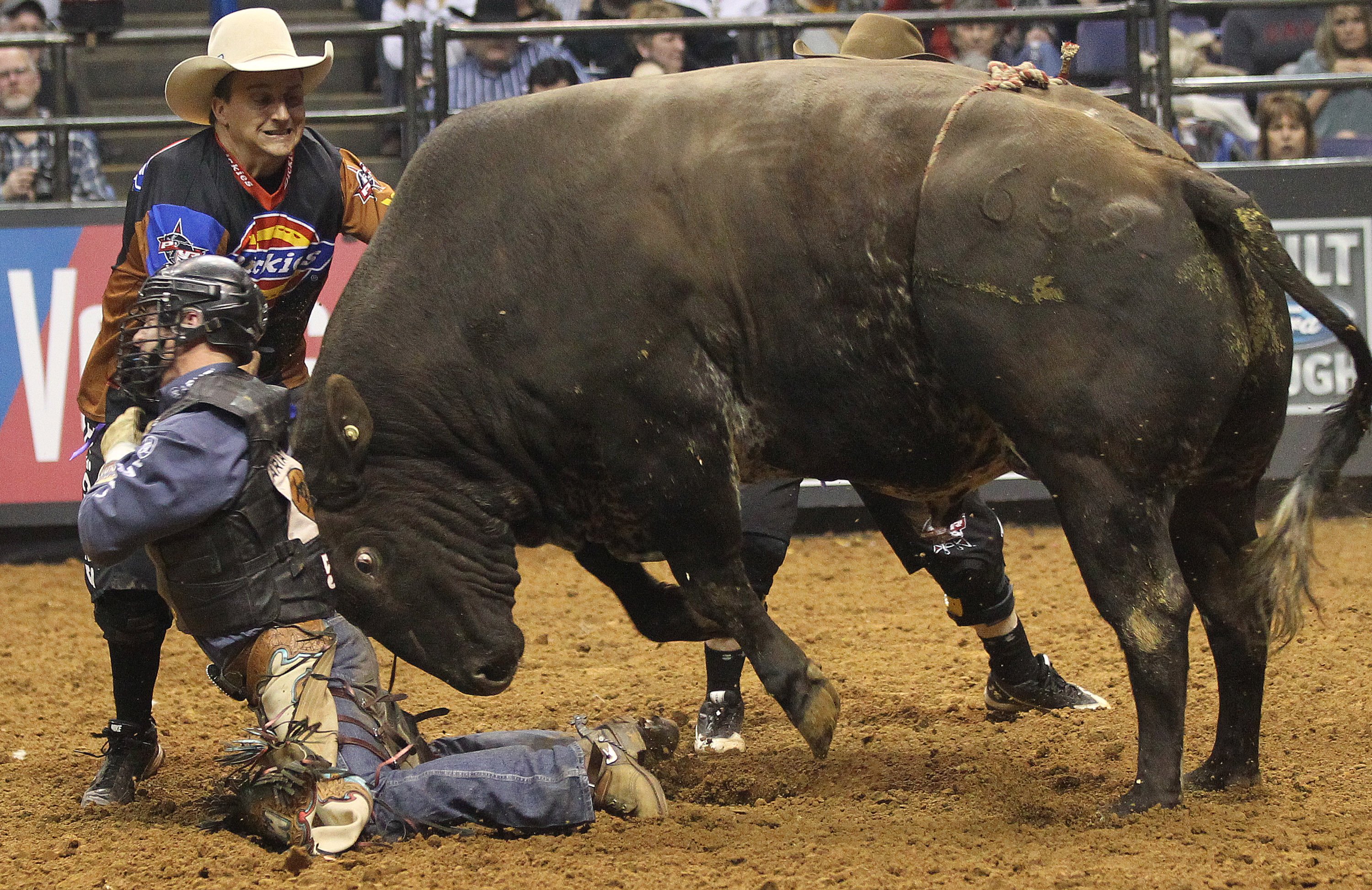 bull, Riding, Bullrider, Rodeo, Western, Cowboy, Extreme, Cow,  16 Wallpaper