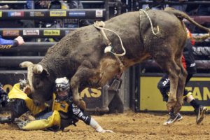 bull, Riding, Bullrider, Rodeo, Western, Cowboy, Extreme, Cow,  18