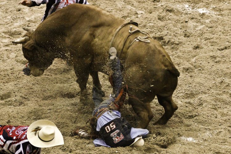 bull, Riding, Bullrider, Rodeo, Western, Cowboy, Extreme, Cow,  20 , Jpg HD Wallpaper Desktop Background