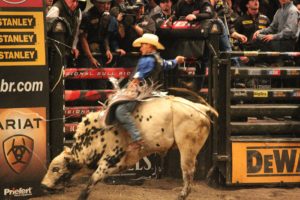 bull, Riding, Bullrider, Rodeo, Western, Cowboy, Extreme, Cow,  23