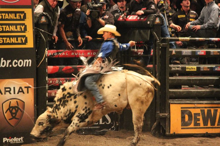 bull, Riding, Bullrider, Rodeo, Western, Cowboy, Extreme, Cow,  23 HD Wallpaper Desktop Background