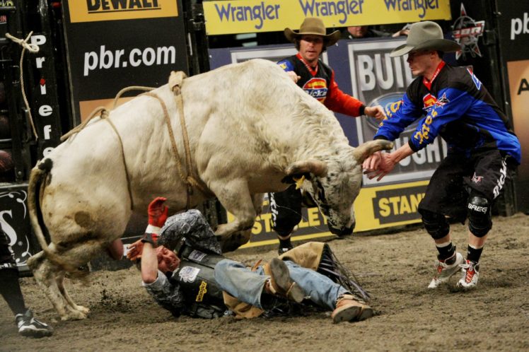 bull, Riding, Bullrider, Rodeo, Western, Cowboy, Extreme, Cow,  24 HD Wallpaper Desktop Background