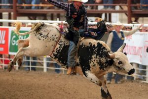 bull, Riding, Bullrider, Rodeo, Western, Cowboy, Extreme, Cow,  27
