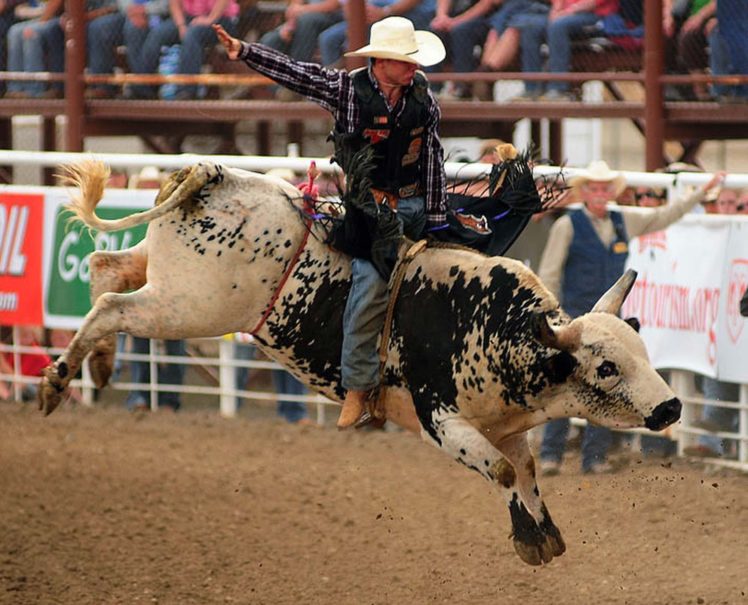 bull, Riding, Bullrider, Rodeo, Western, Cowboy, Extreme, Cow,  27 HD Wallpaper Desktop Background