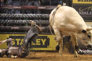 bull, Riding, Bullrider, Rodeo, Western, Cowboy, Extreme, Cow,  29