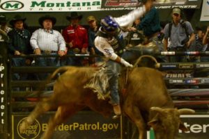 bull, Riding, Bullrider, Rodeo, Western, Cowboy, Extreme, Cow,  32 , Jpg