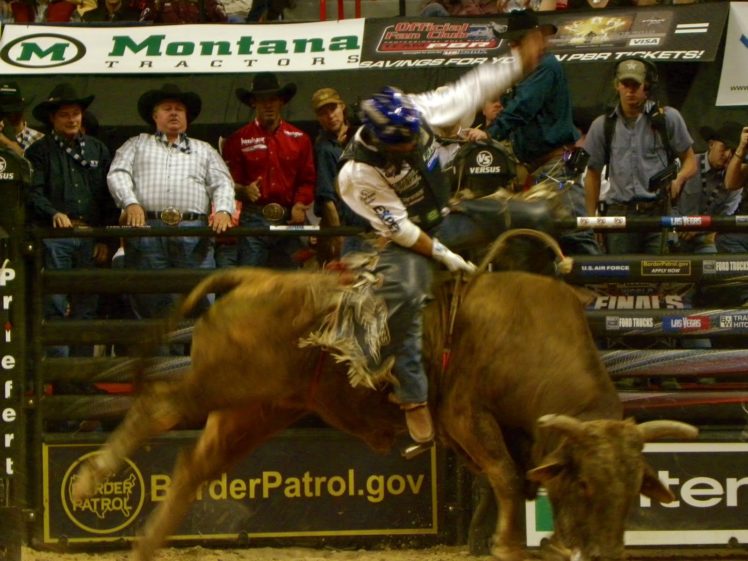 bull, Riding, Bullrider, Rodeo, Western, Cowboy, Extreme, Cow,  32 , Jpg HD Wallpaper Desktop Background