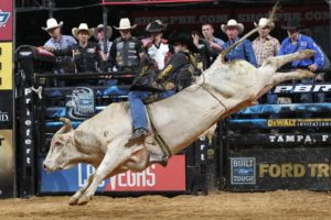 bull, Riding, Bullrider, Rodeo, Western, Cowboy, Extreme, Cow,  31 , Jpg