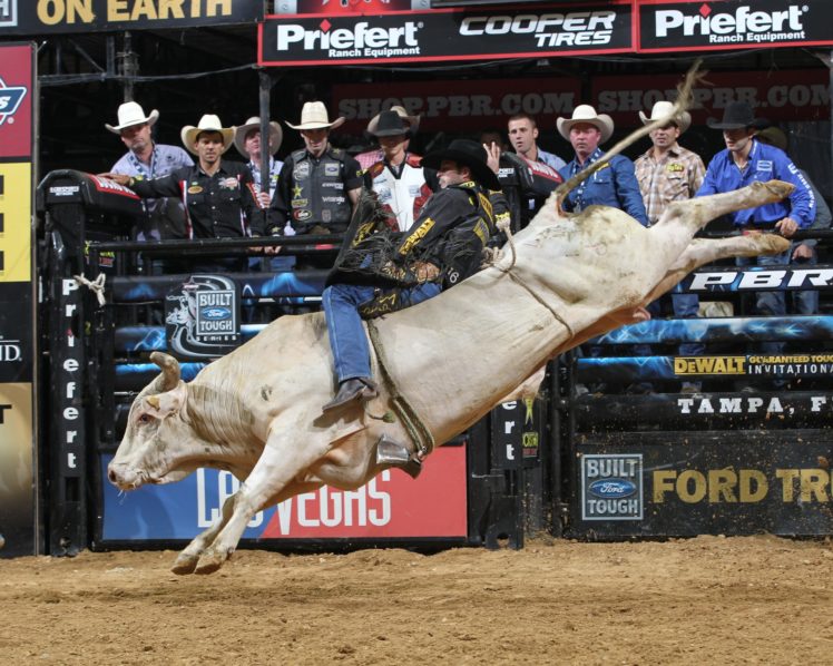 bull, Riding, Bullrider, Rodeo, Western, Cowboy, Extreme, Cow,  31 , Jpg HD Wallpaper Desktop Background