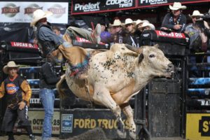bull, Riding, Bullrider, Rodeo, Western, Cowboy, Extreme, Cow,  33 , Jpg