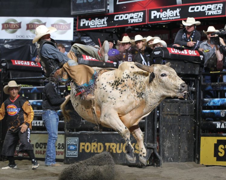 bull, Riding, Bullrider, Rodeo, Western, Cowboy, Extreme, Cow,  33 , Jpg HD Wallpaper Desktop Background