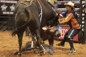 bull, Riding, Bullrider, Rodeo, Western, Cowboy, Extreme, Cow,  34