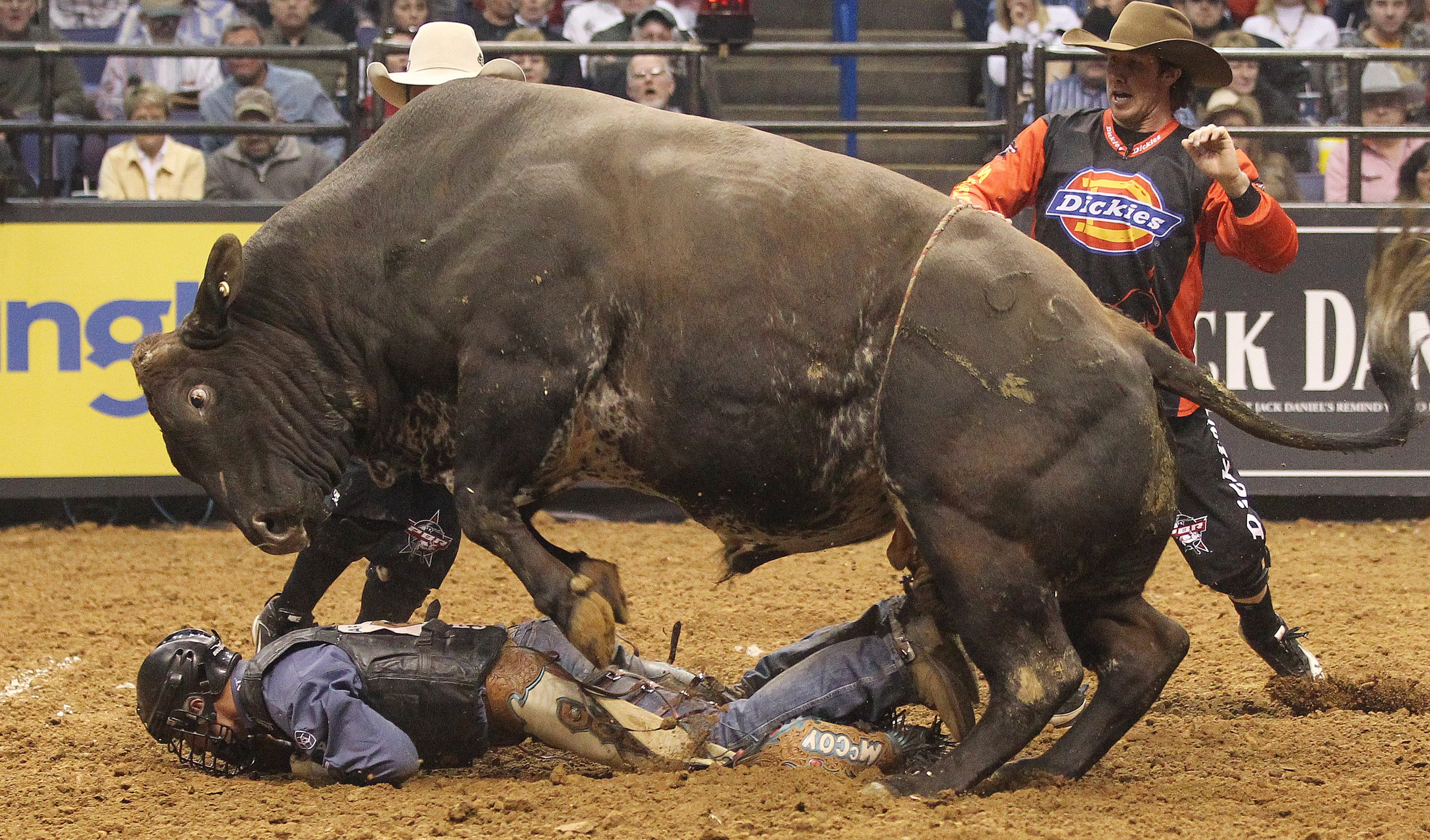 bull, Riding, Bullrider, Rodeo, Western, Cowboy, Extreme, Cow,  36 Wallpaper