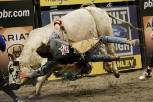 bull, Riding, Bullrider, Rodeo, Western, Cowboy, Extreme, Cow,  38