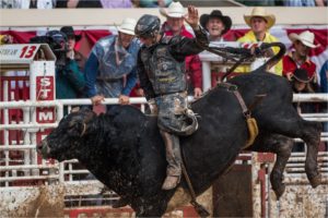 bull, Riding, Bullrider, Rodeo, Western, Cowboy, Extreme, Cow,  37
