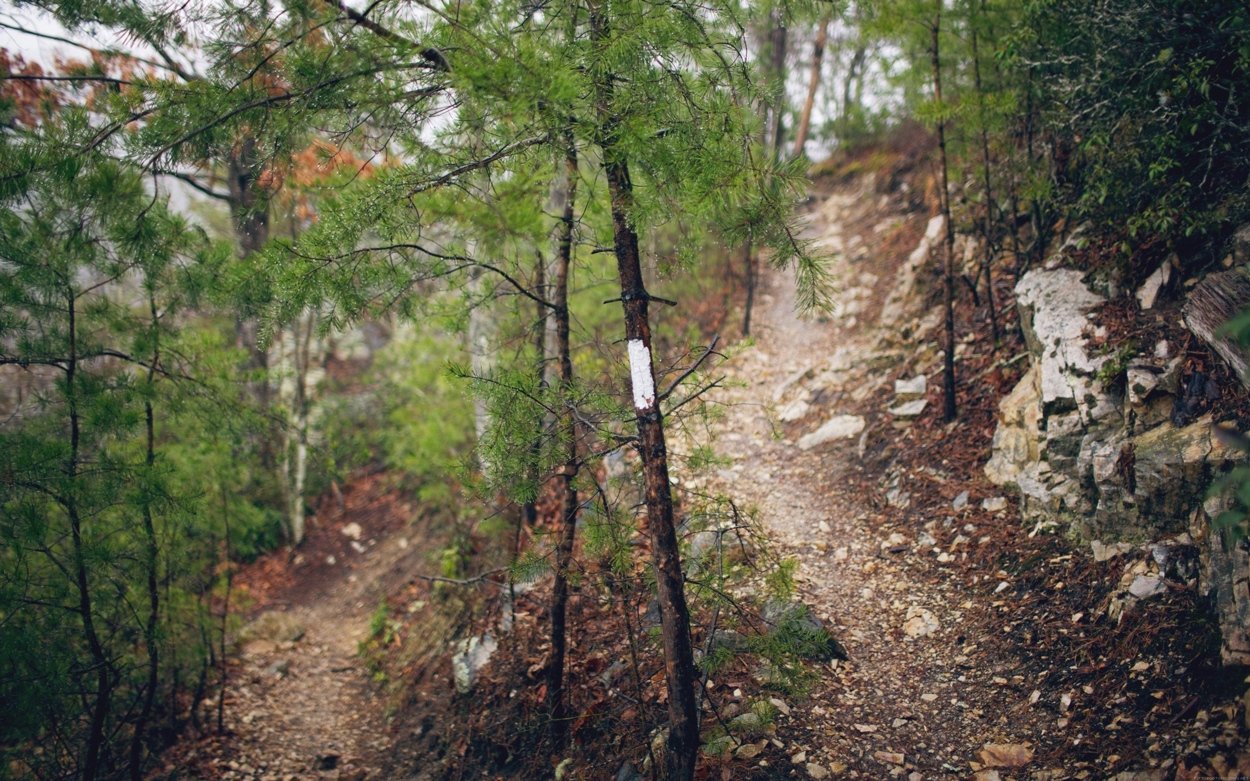 forests Wallpapers HD / Desktop and Mobile Backgrounds