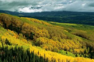 autumn, Forests, National, Colorado, Aspen