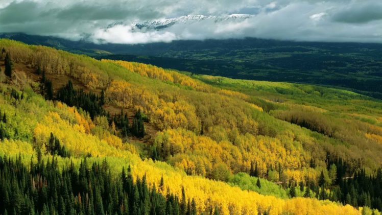 autumn, Forests, National, Colorado, Aspen HD Wallpaper Desktop Background