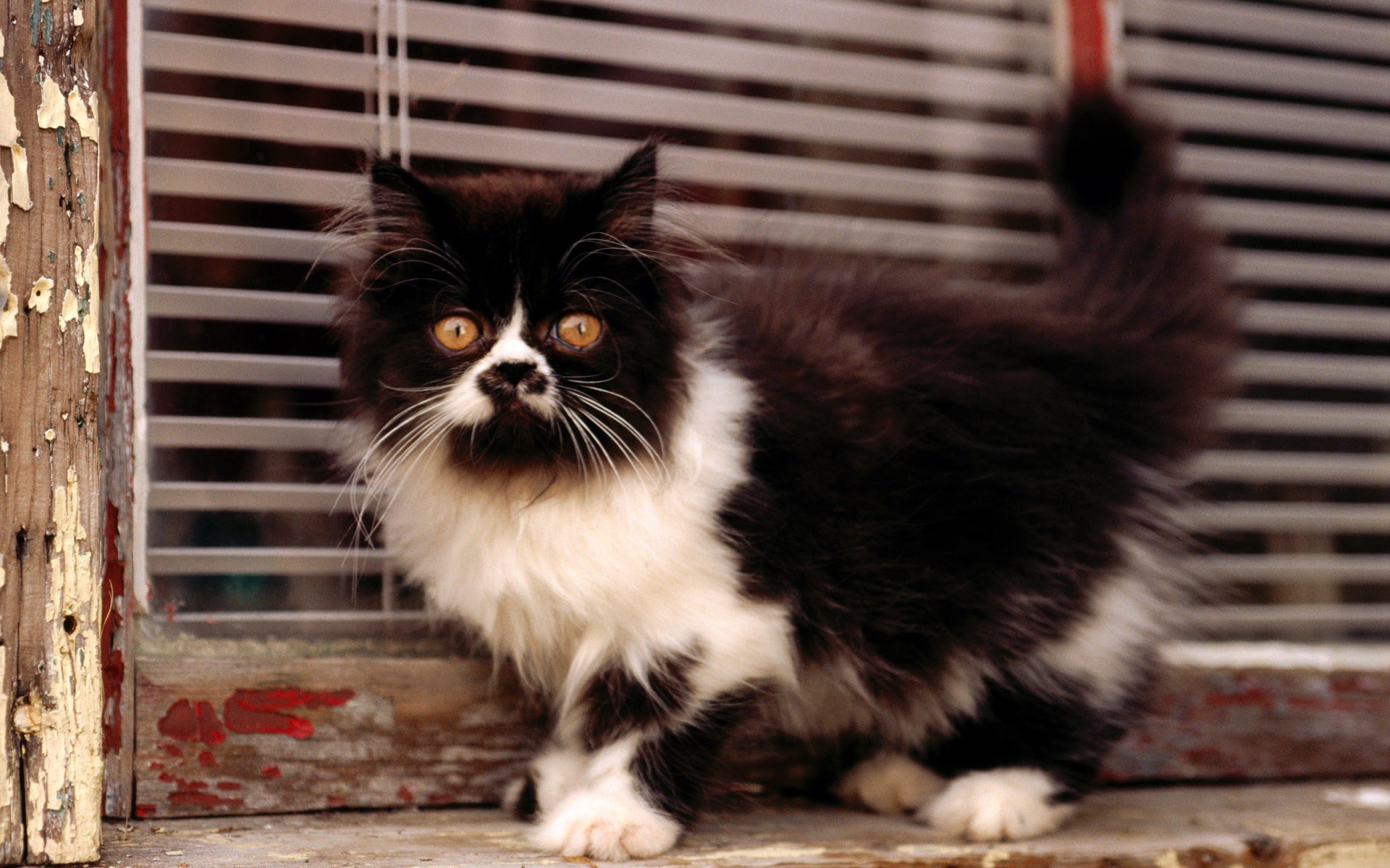 cats, Animals Wallpaper