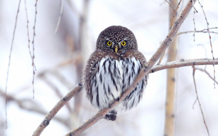 animals, Owls HD Wallpaper Desktop Background