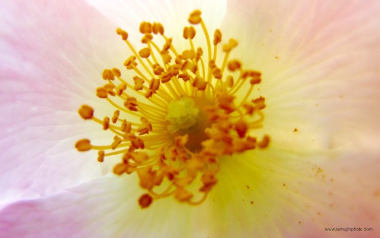 flowers, Pink, Macro, Pollen, Flower, Petals HD Wallpaper Desktop Background