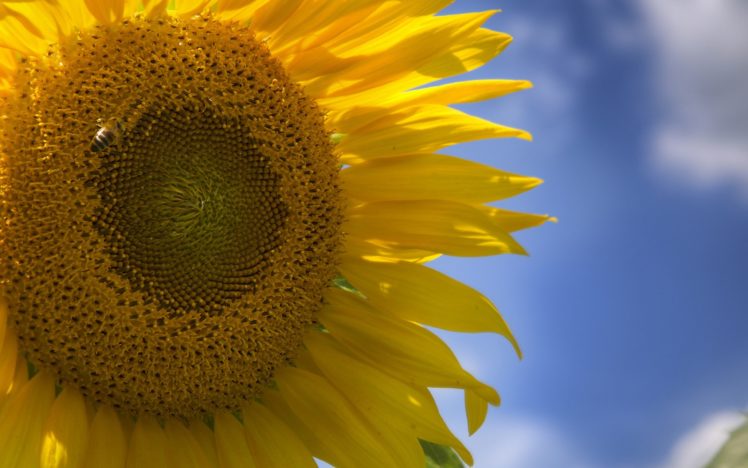 close up, Nature, Flowers, Sunflowers HD Wallpaper Desktop Background