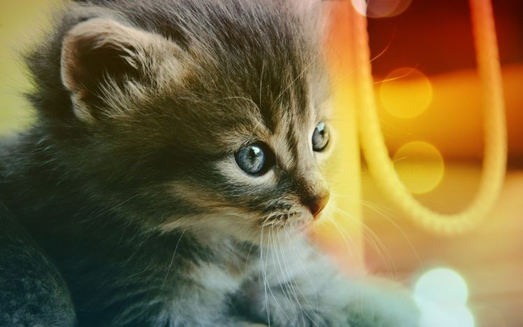 cats, Kittens HD Wallpaper Desktop Background