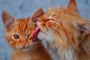 cats, Animals, Licking