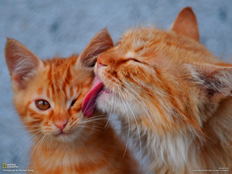 cats, Animals, Licking HD Wallpaper Desktop Background